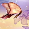 Papillon 3D