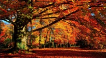 Autumn Colors