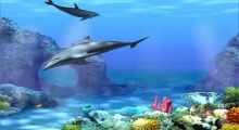 Living 3D Dolphins