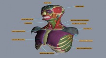 3D Muscles Teacher