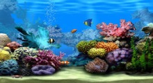 Living Marine Aquarium 2